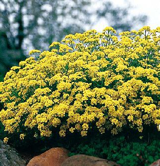 Aurinia saxatile compactum Gold Ball 500 seeds