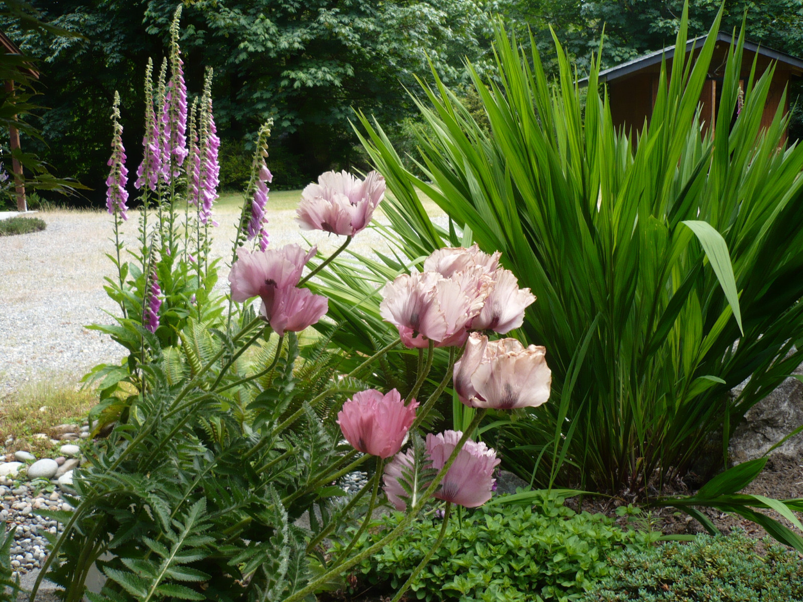 Garden Mix Poppy Papaver S Seeds Huge Variety 5000+ *Shelley aka PoppyQueen👑