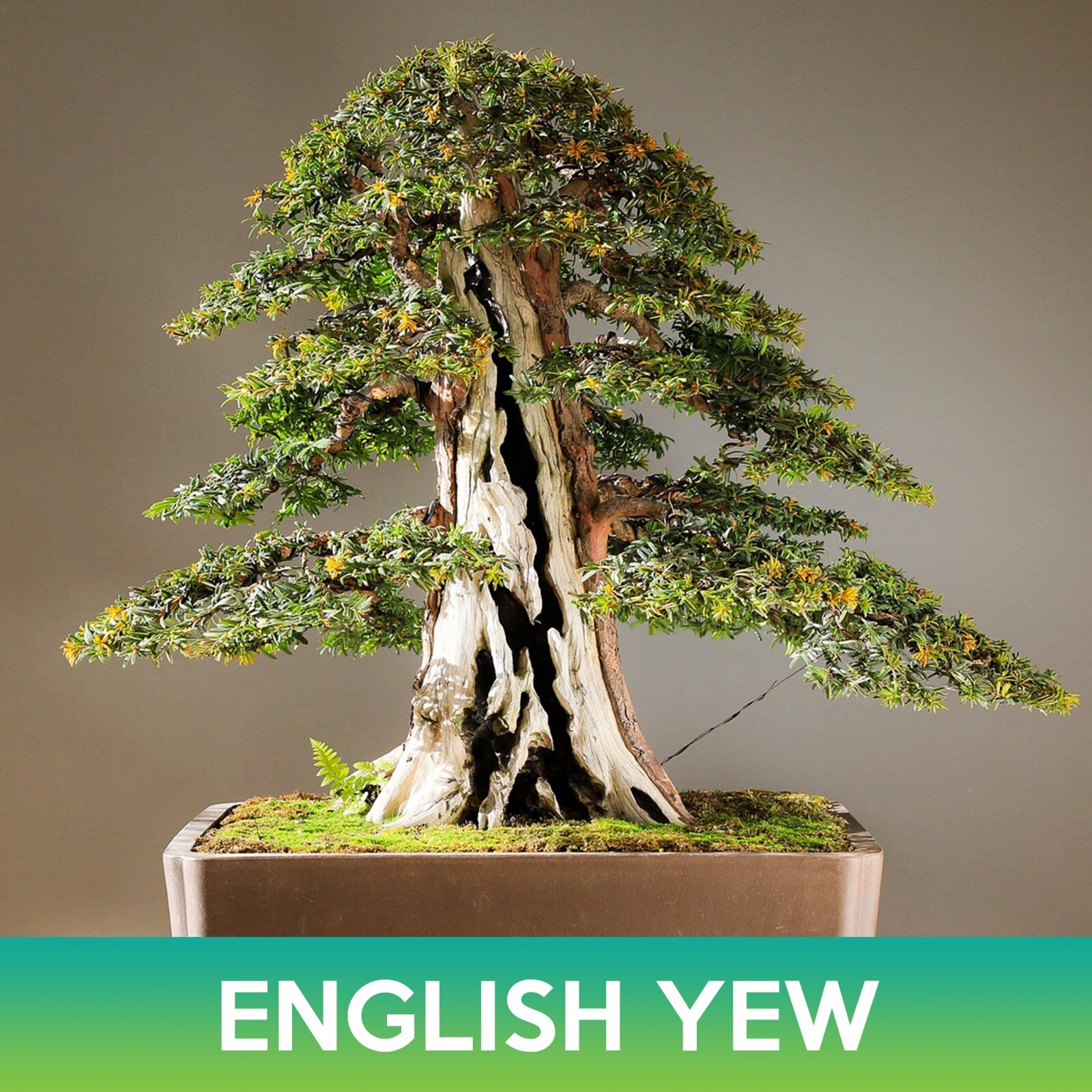 English Yew Tree Seeds, Common Yew, Taxus baccata
