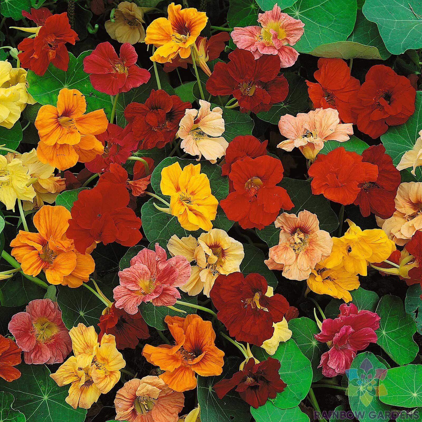 50+ Dwarf Jewel Mix Nasturtium Seeds for Garden Planting – USA – FAST SHIPPING!