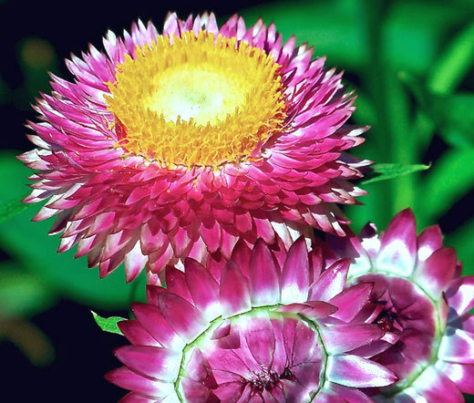 STRAWFLOWER MIXED COLORS Helichrysum Monstrosum – 200 Seeds