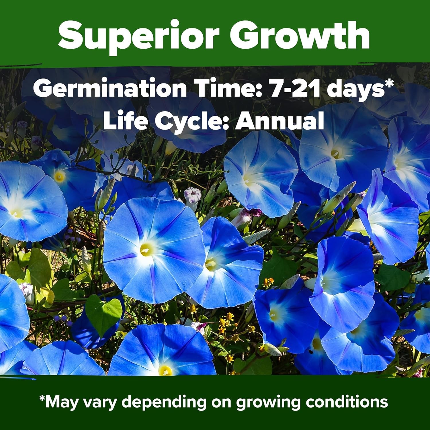 HOME GROWN Heavenly Blue Morning Glory 150 Heirloom Seeds for Flower Garden