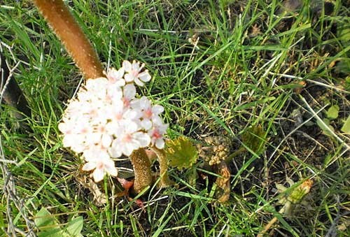 Darmera peltata | Indian Rhubarb | 50 Seeds