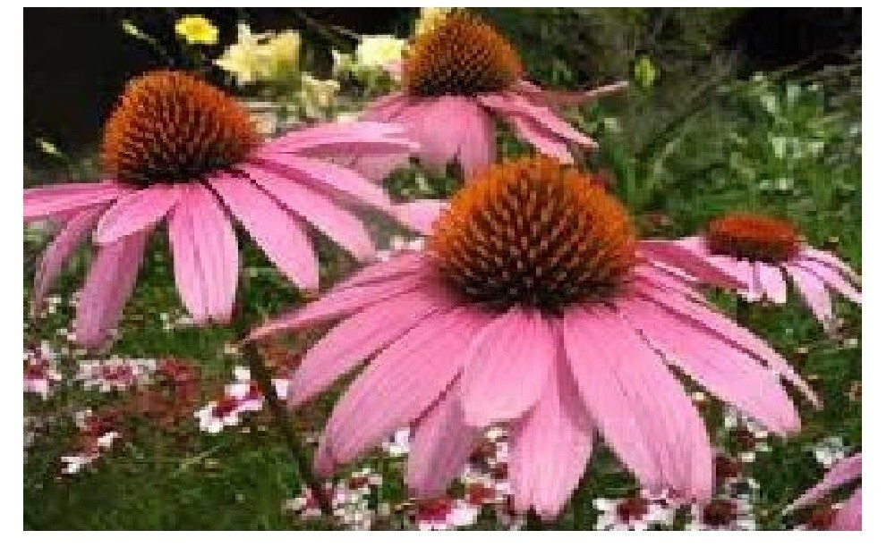 HUGE PINK Coneflowers Perennial OVER 100 + Seeds USA HOME GROWN