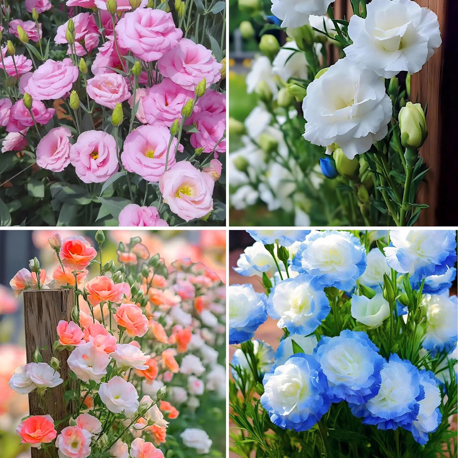 Mixed Lisianthus Seeds for Planting, 300pcs Perennial Lisianthus Flower Seeds…