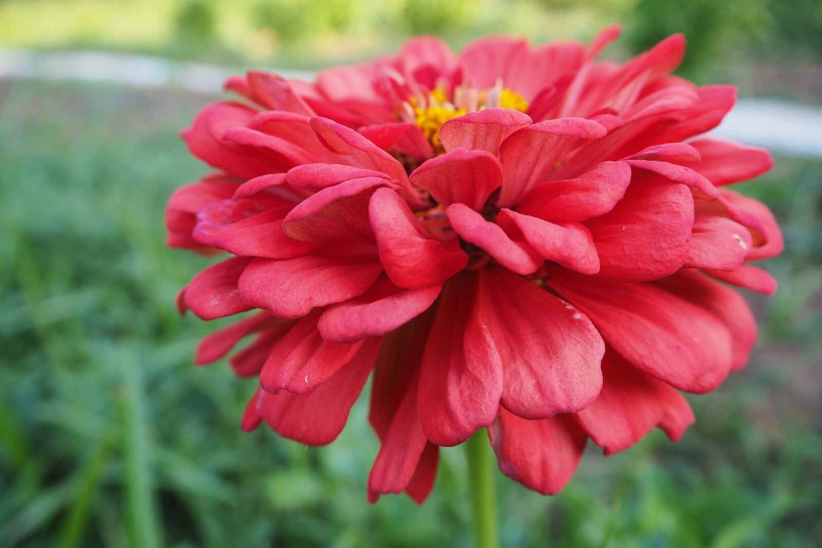 Benary’s Giant Coral Zinnia Seeds Bulk or Packet Size, Organic, High Germination