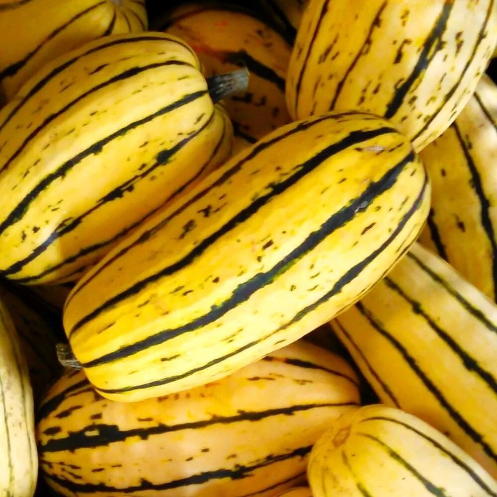 Delicata Squash Seeds (15) Organic / FL Grown