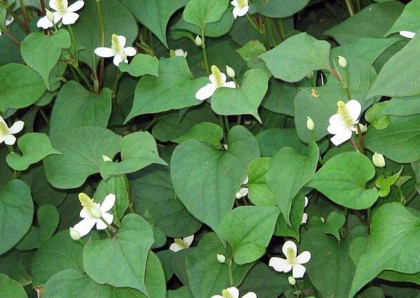 Fish Mint, Houttuynia Cordata, Chameleon Plant – 300+ Seeds 2023 – USA