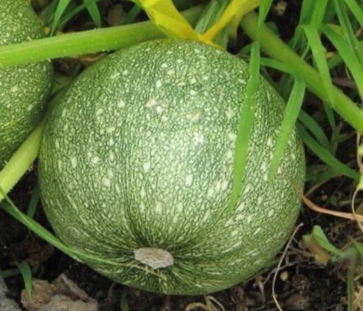 Zucchini – Round Summer Squash Seeds | Heirloom | Non-GMO | 25+ Seeds
