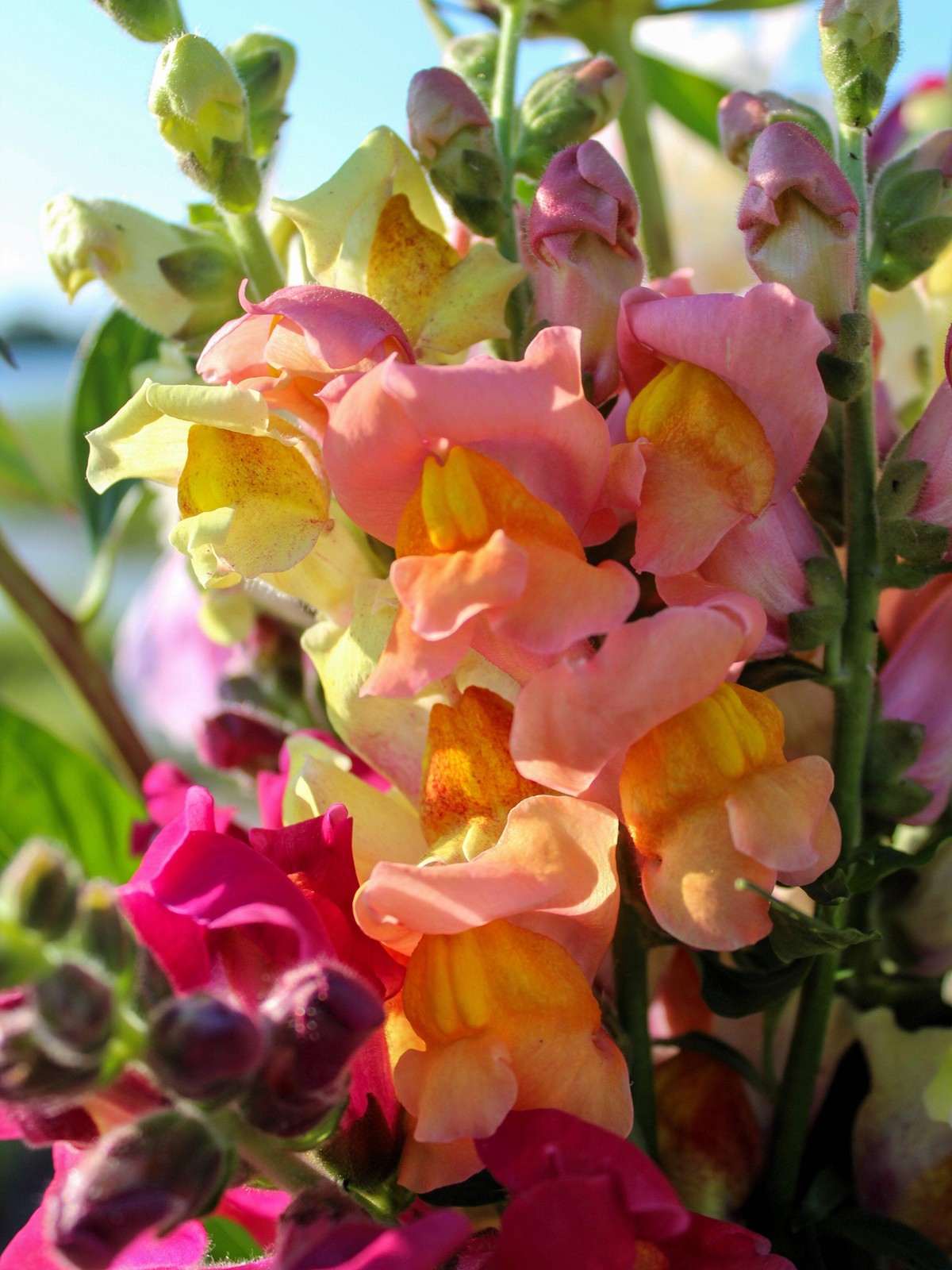 2000 SNAPDRAGON CORONA MIX Antirrhinum Majus Flower Seeds *Flat S/H