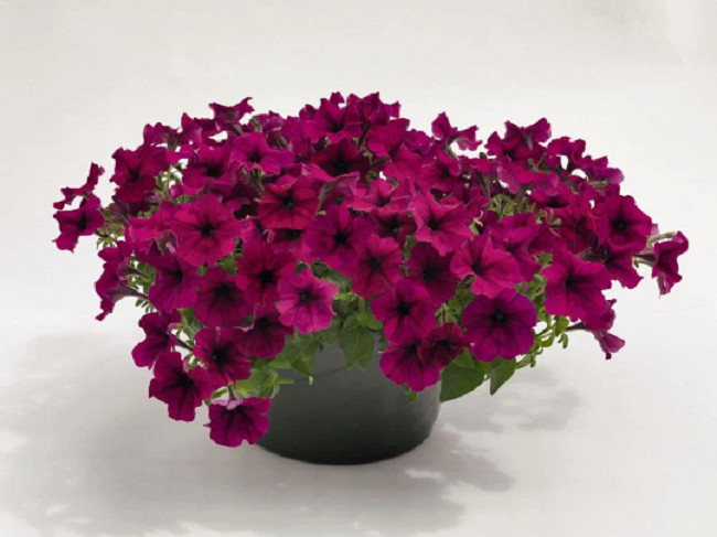 Trailing Petunia Seeds Success Burgundy 25 Pelleted Seeds “NEW” true color