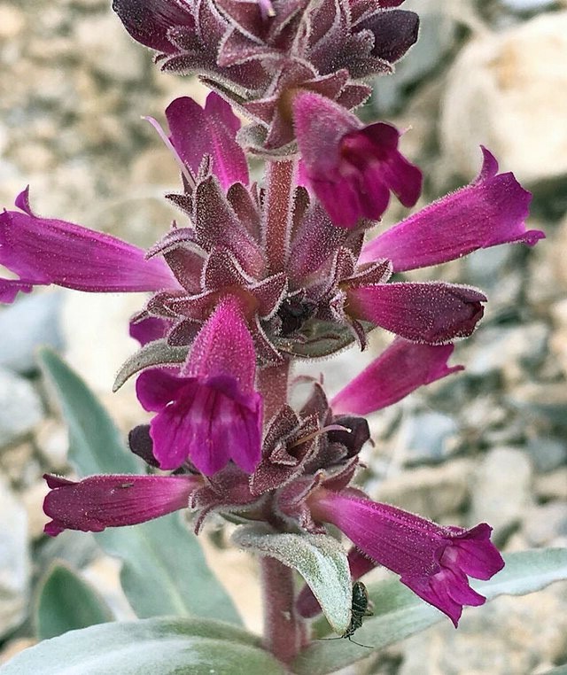 Penstemon monoensis | Mono Penstemon | 10 Seeds