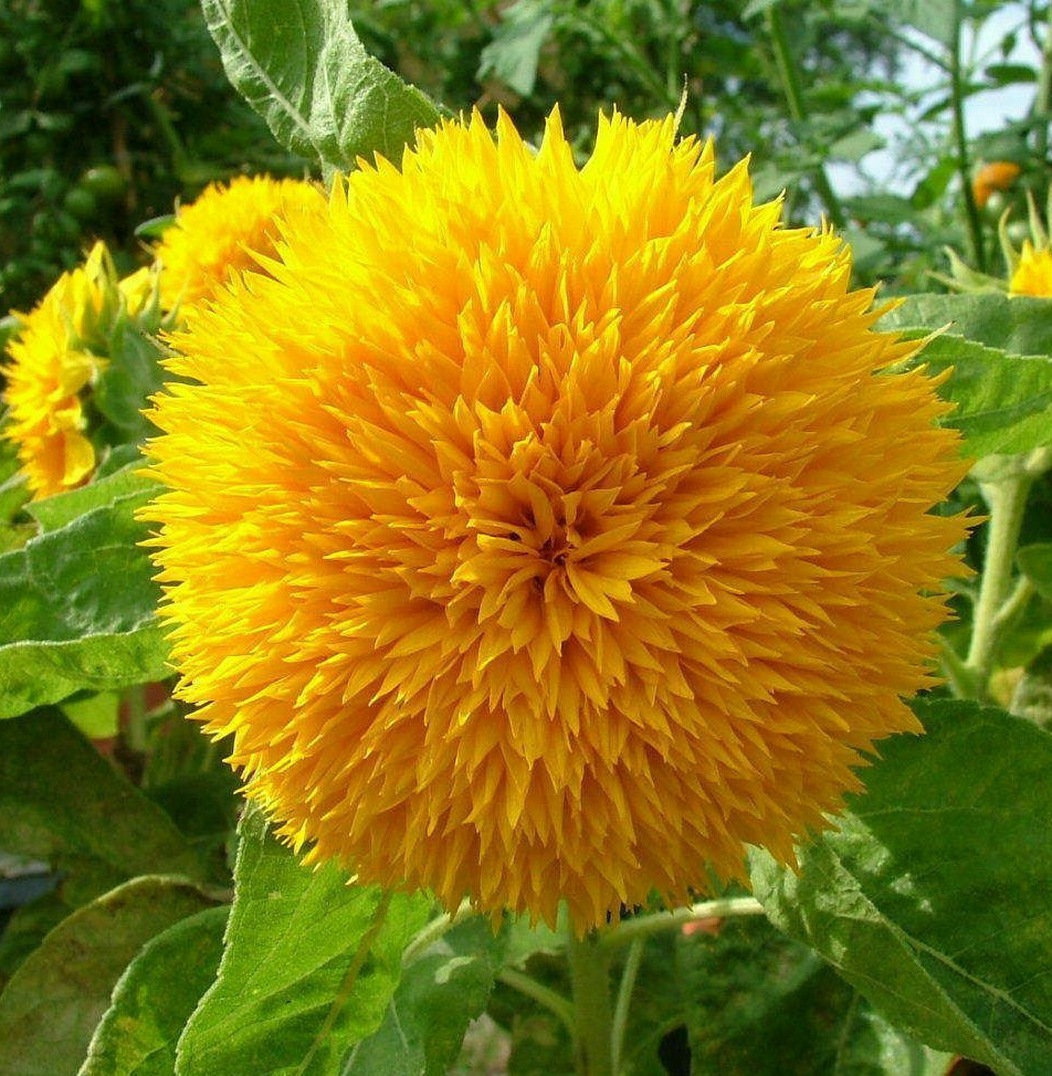 Teddy Bear Sunflower Seeds | Dwarf Fluffy Gold Sun Flower Sungold Seed 2024 NEW