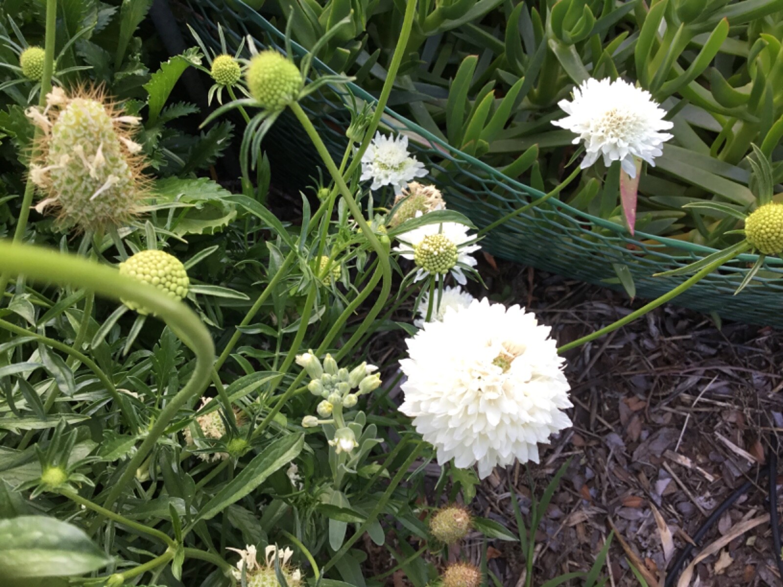Scabiosa Violet and White Mix Pincushion Flower Seed