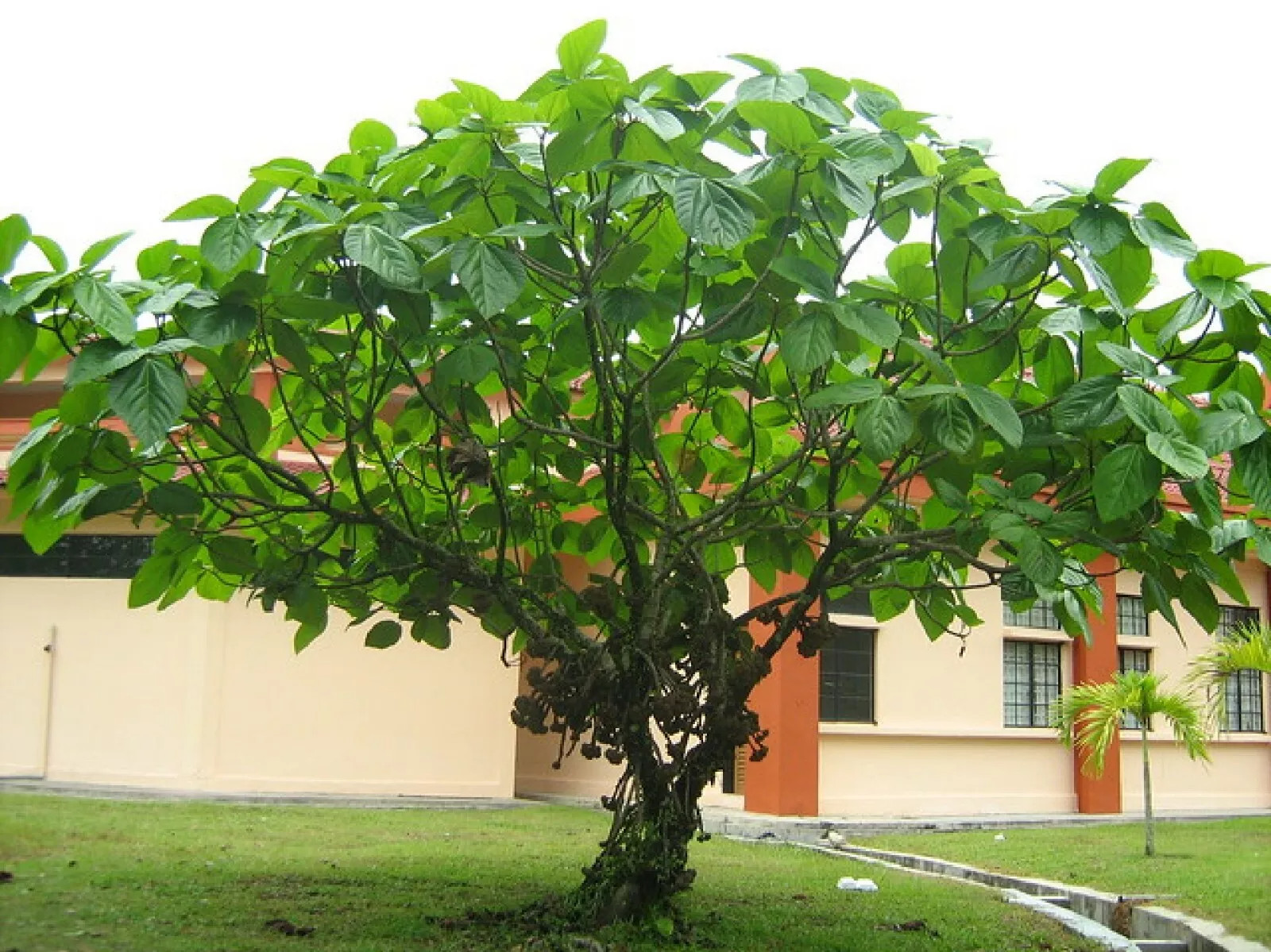 Elephant Ear Fig Tree {Ficus auriculata} Organic 10 SEEDS USA POST