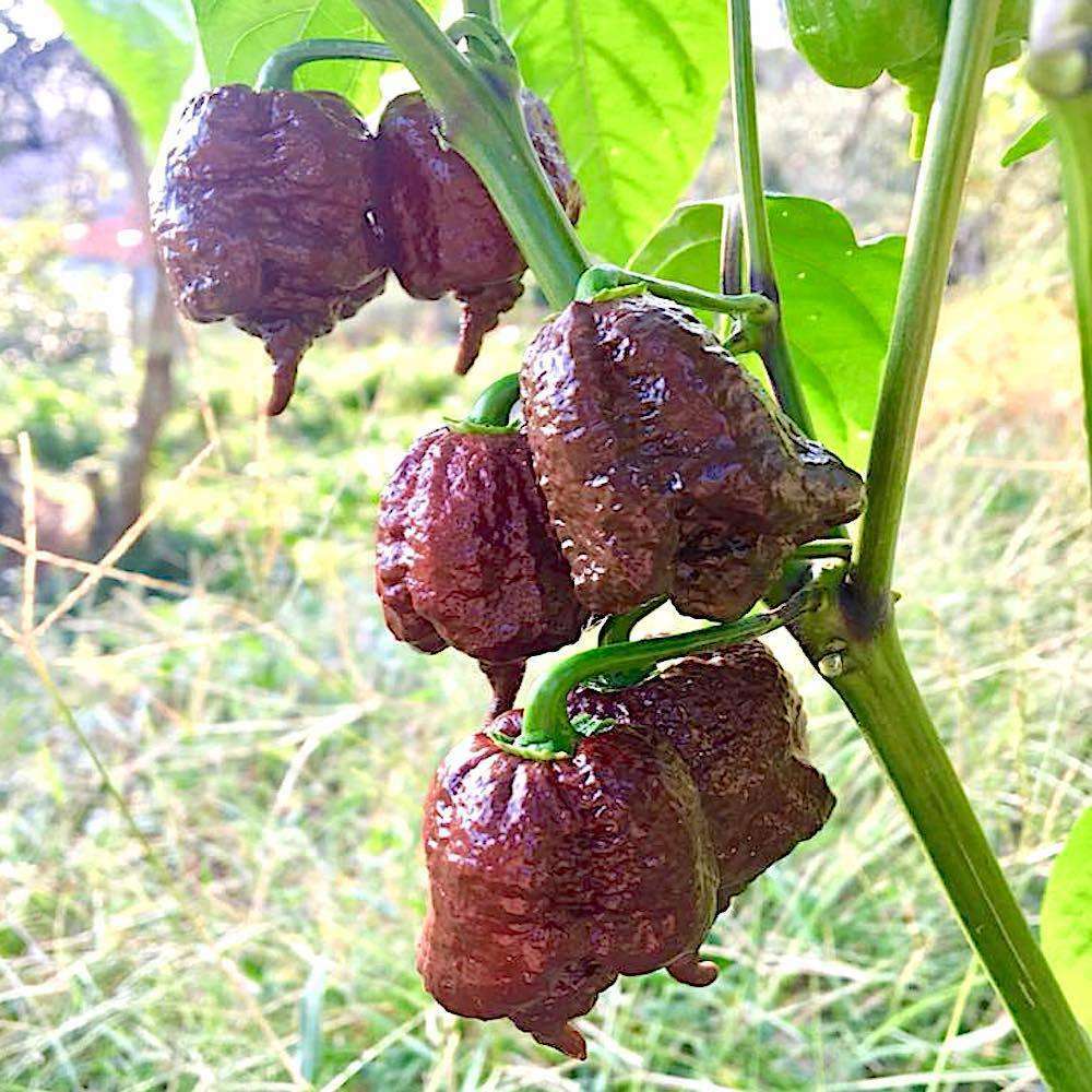 100 Chocolate Carolina Reaper Chili Pepper Seeds World Record Hot Peppers Seed