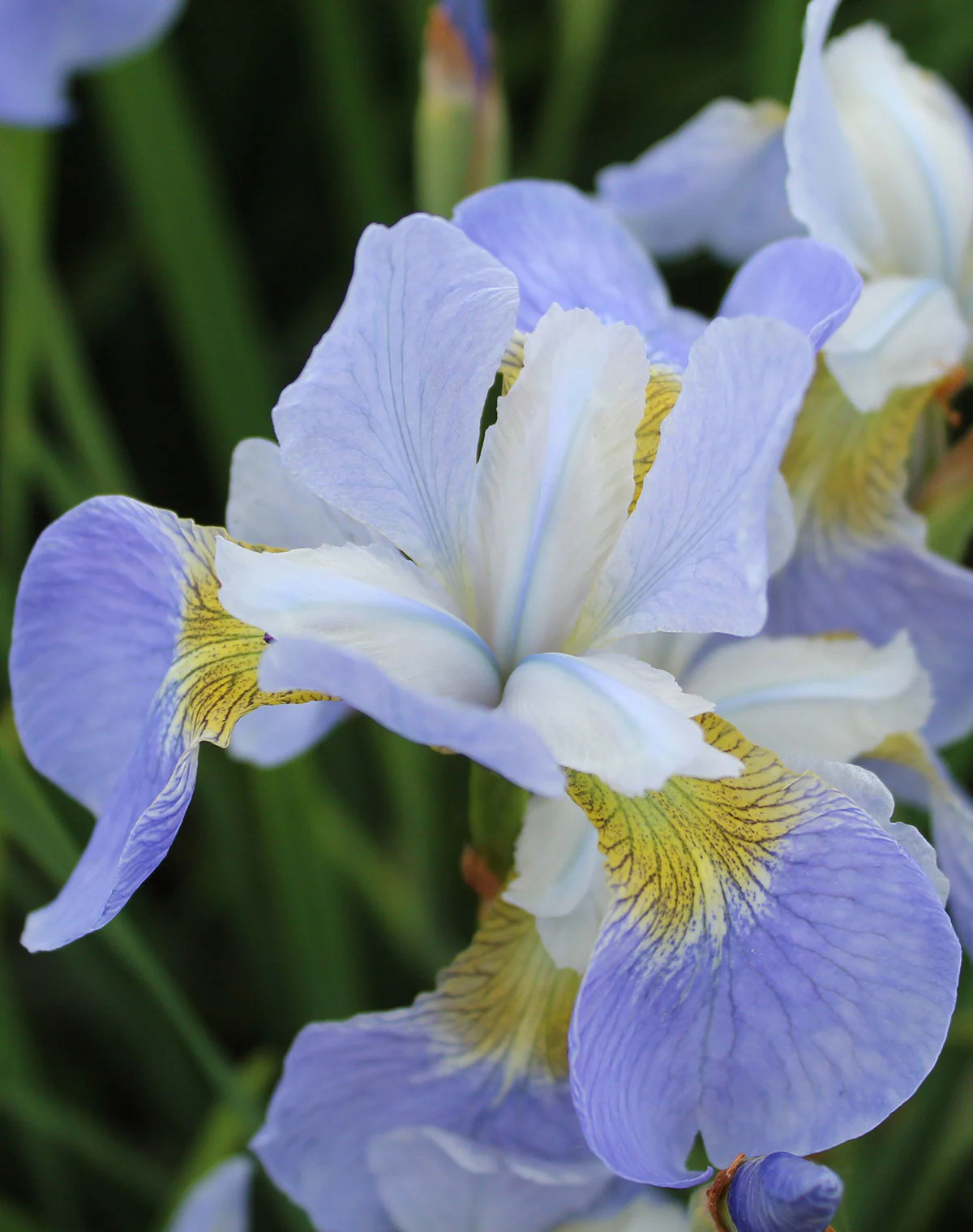 Sky Wings Siberian Iris – 3 root divisions