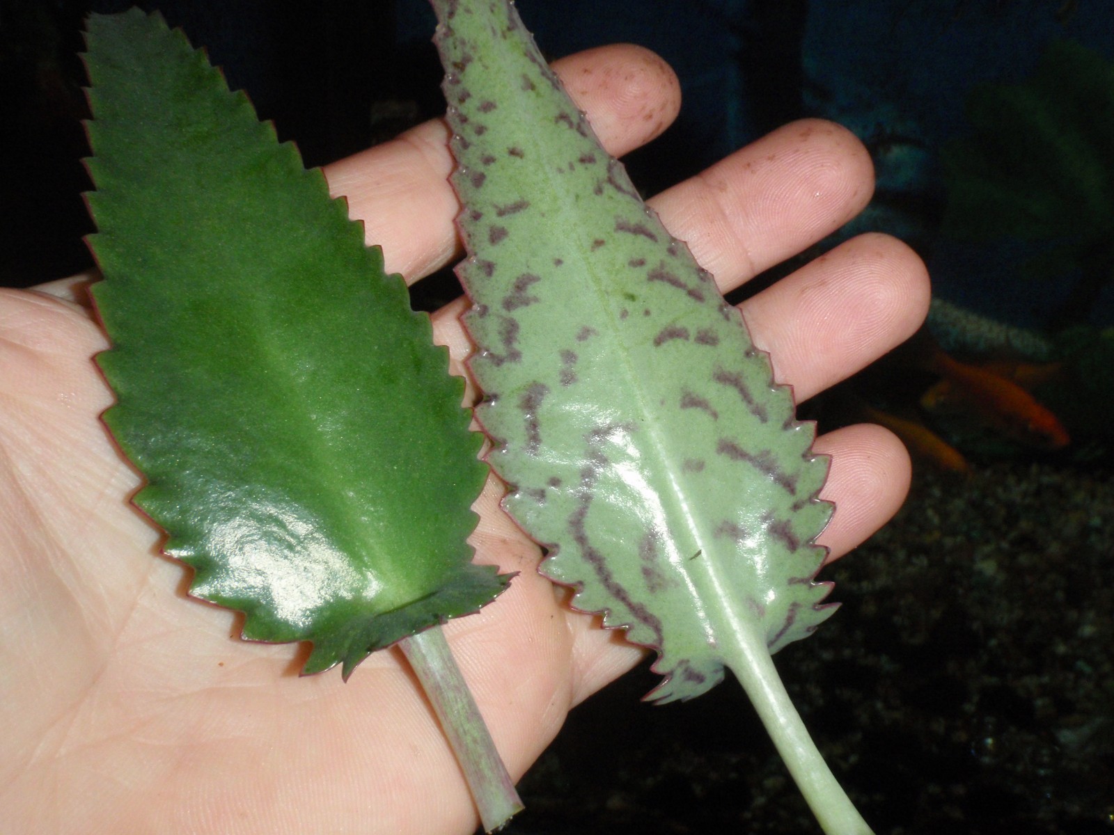 Kalanchoe daigremontiana (Mexican Hat Plant) One 6” starter plant, bare root