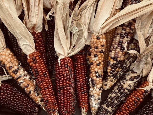 25 Indian Ornamental Corn Seeds Heirloom Non-GMO USA Seller