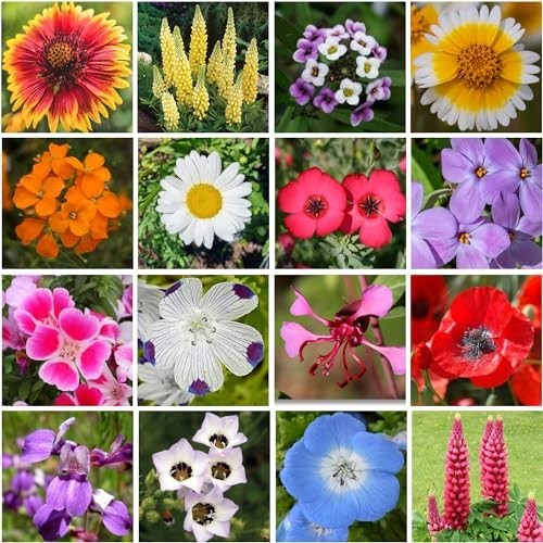 Organic Non-GMO Wildflower Seeds Mix – 20 Varieties, 1 LB Tub for Gardening