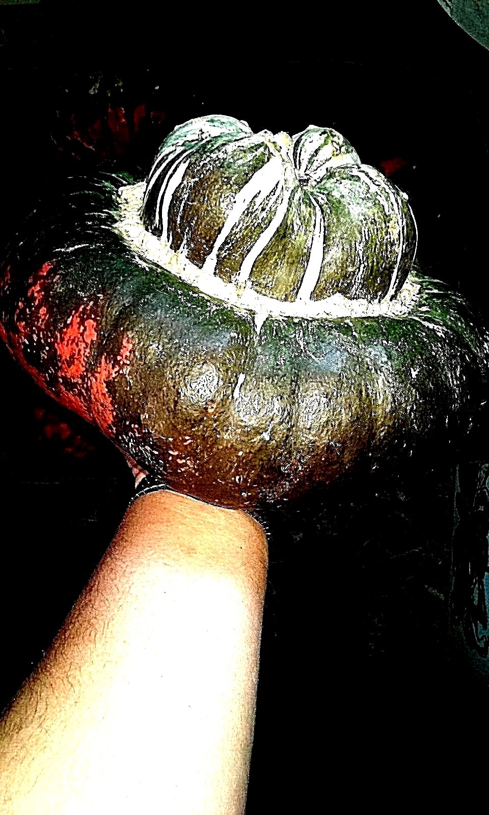 Turk’s Turban Squash Seeds! Combined S/H!