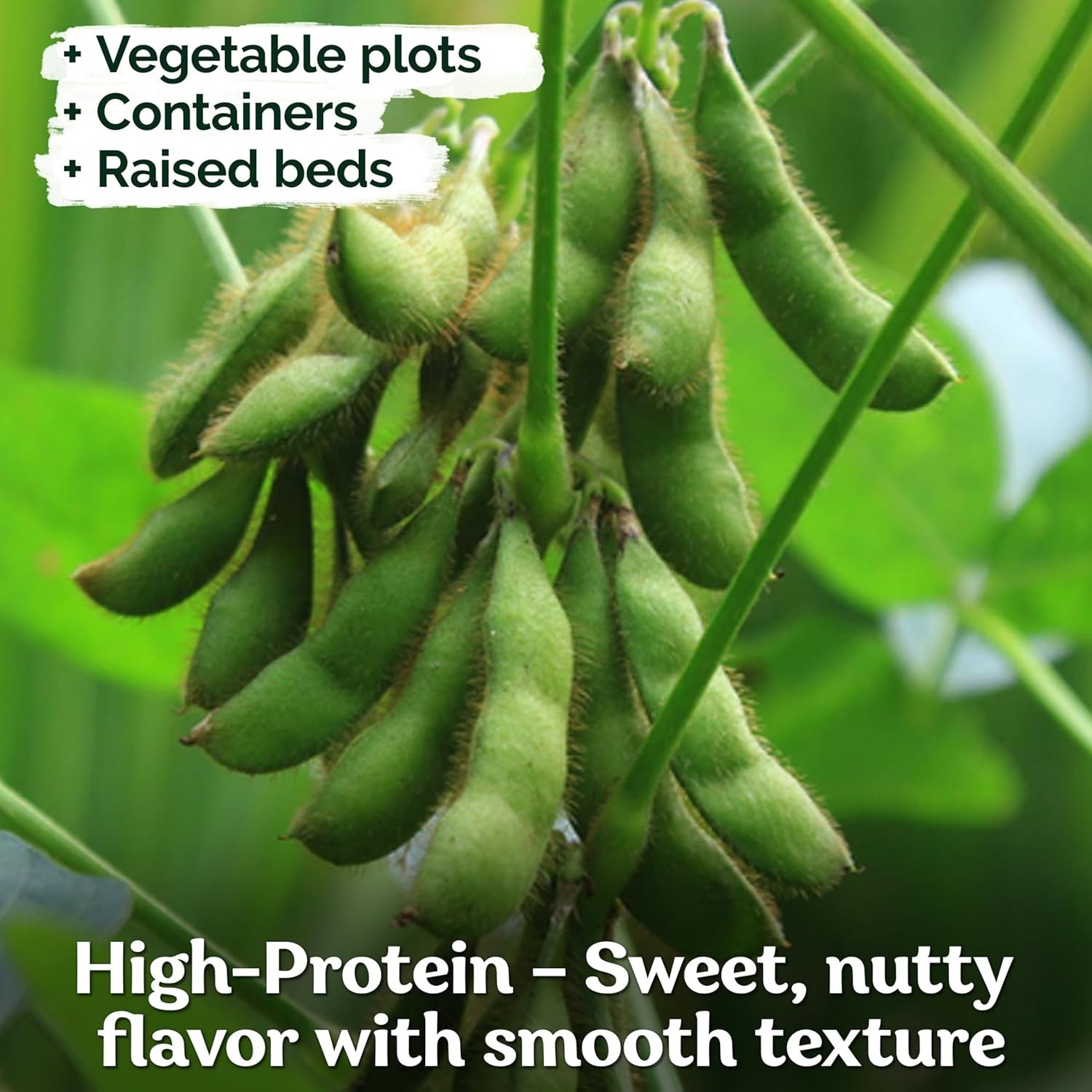 40 Pack Heirloom Midori Giant Edamame Seeds – Perfect for Nutrient-Rich Snacks