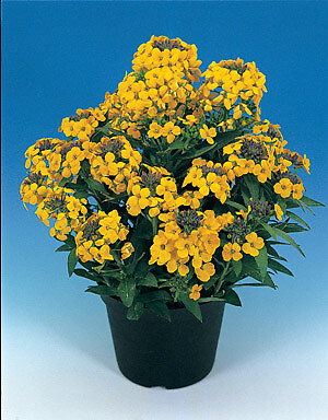 Cheiranthus allionii 1,000 seeds