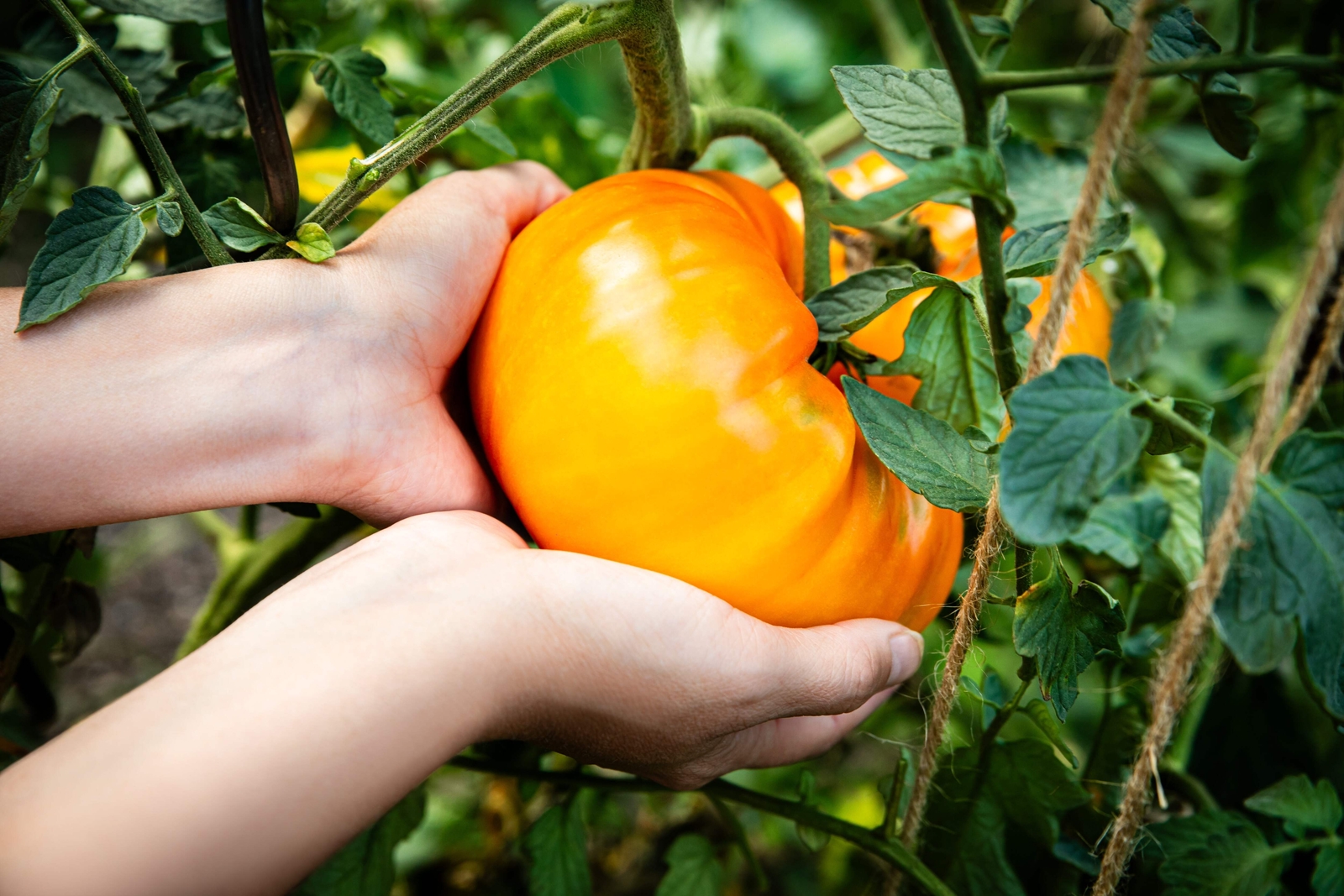 50 PINEAPPLE TOMATO Heirloom Beefsteak Indeterminate Solanum Fruit Vegetable See