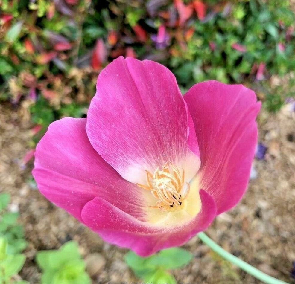 501+Purple Gleam CALIFORNIA POPPY Flower Seeds Native Wildflower Garden Easy