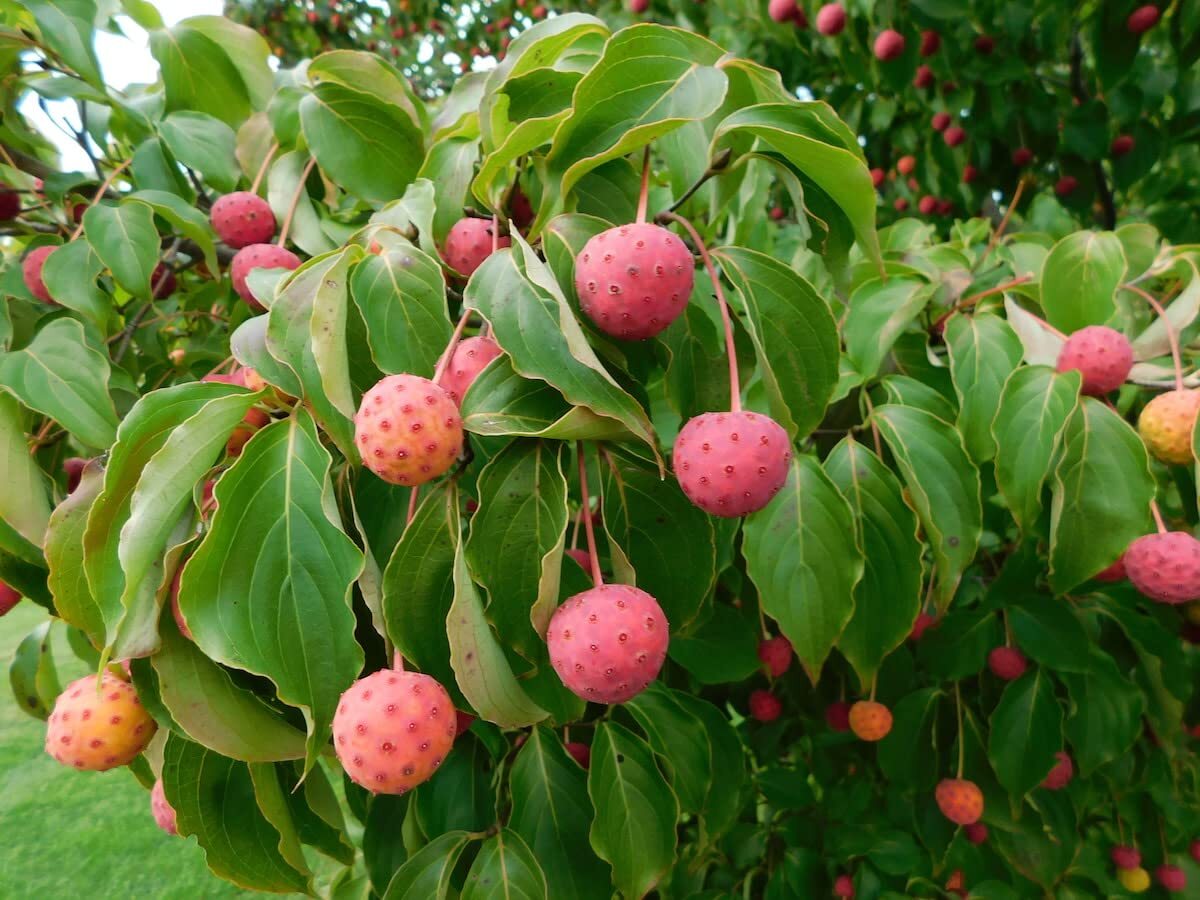 Kousa Dogwood Seeds for Planting – 30 Seeds – Cornus kousa
