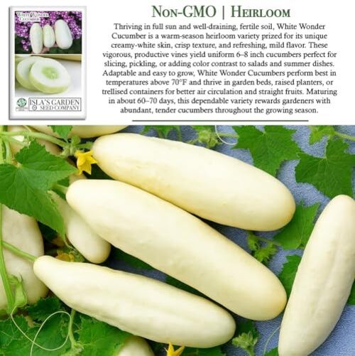 White Wonder Cucumber Seeds – 50+ Heirloom Non-GMO Seeds by Isla’s Garden