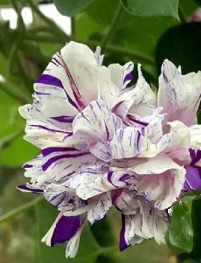 Blueberry Twist HIGE Morning Glory – i. Pupurea – 6 seeds – Feathered pom pom