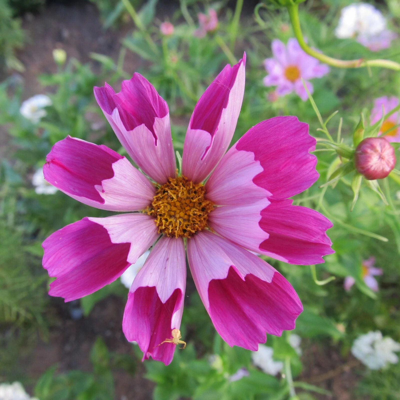 200+ Seashells Cosmos Seeds for Garden Planting – USA – FREE SHIPPING!