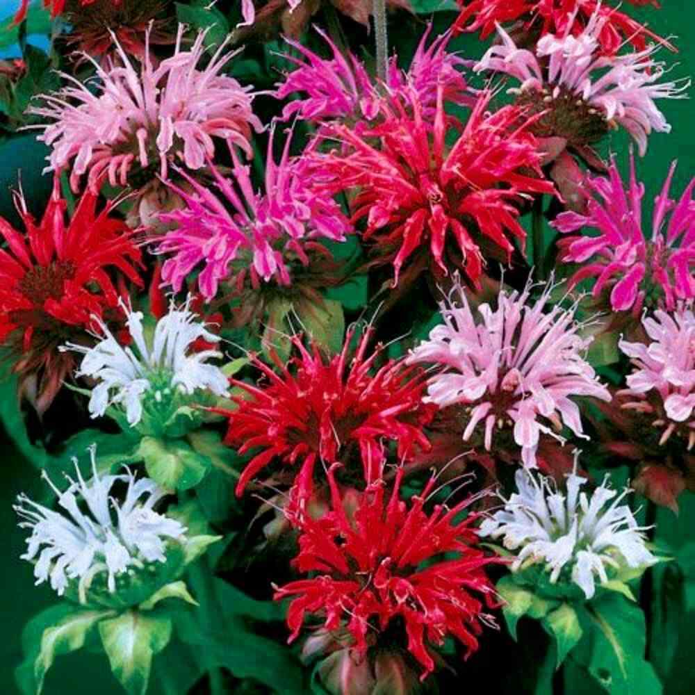 Mixed Bee Balm Seeds ~ Monarda Didyma ~ Bees ~ Spring Time ~ Grow Your Own ~