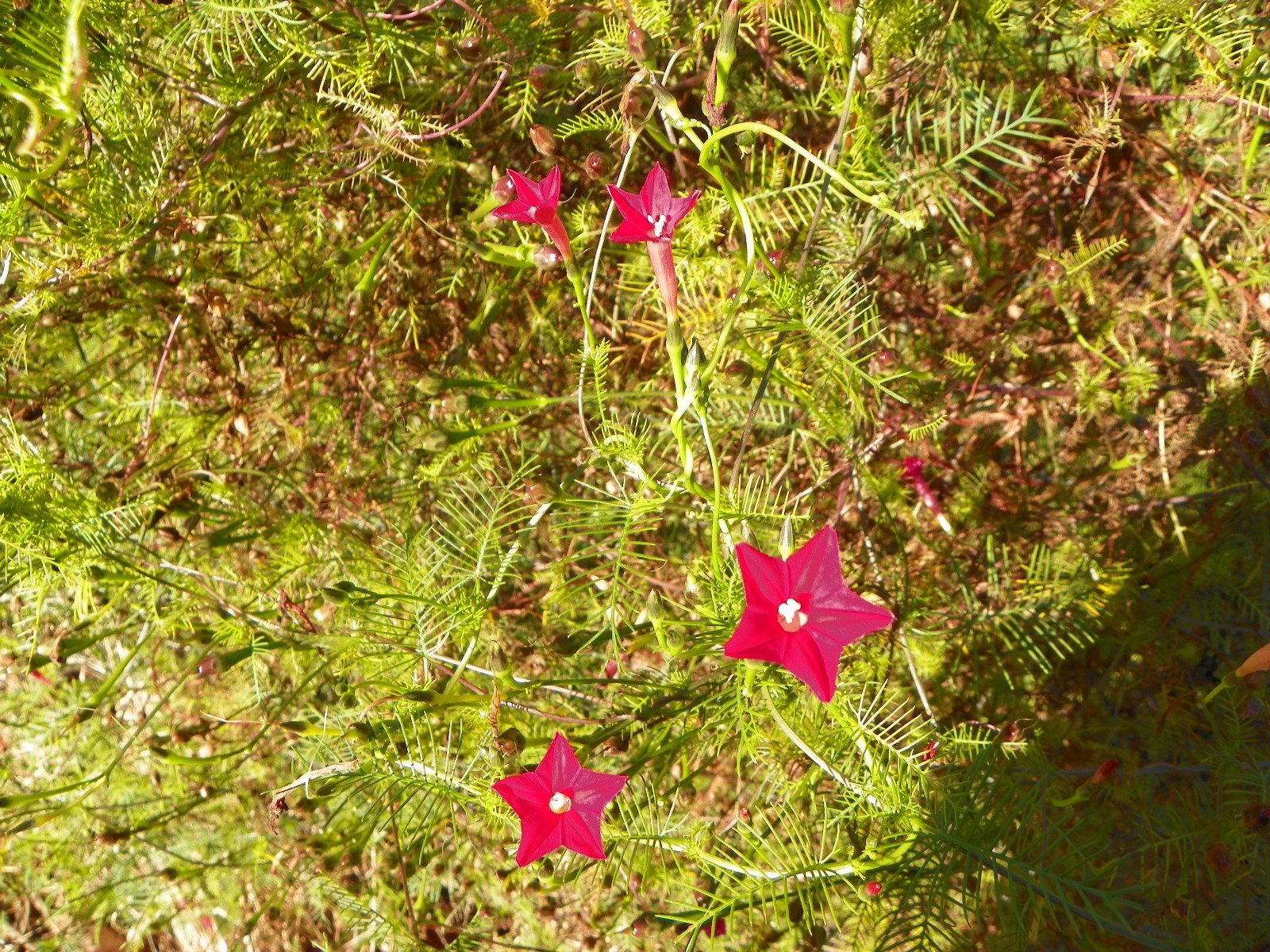 Red Velvet Cypress Vine Ipomoea quamoclit 100 Seeds Hummingbird Attractant