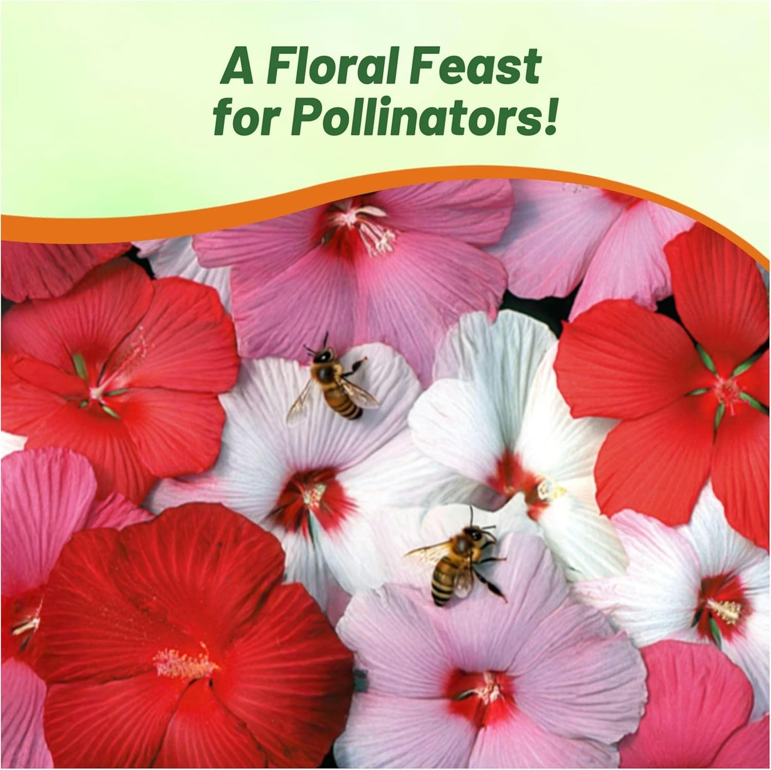 10 Seeds Hibiscus Luna Perennial Flower Seed Mix