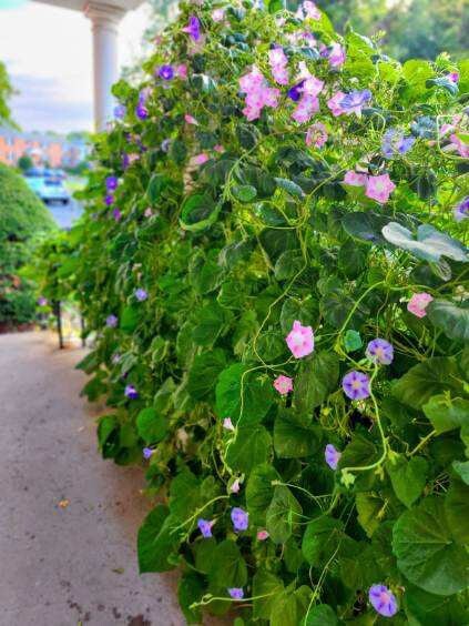 21 Morning Glory Vine Seeds Purlpe ,Pink,Light Purple(7 Of Each Color)Buyerchoic