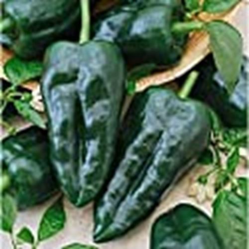 Ancho Grande Hot Peppers Seeds (((25 Seed Packet))) (More Heirloom, Organic, Non