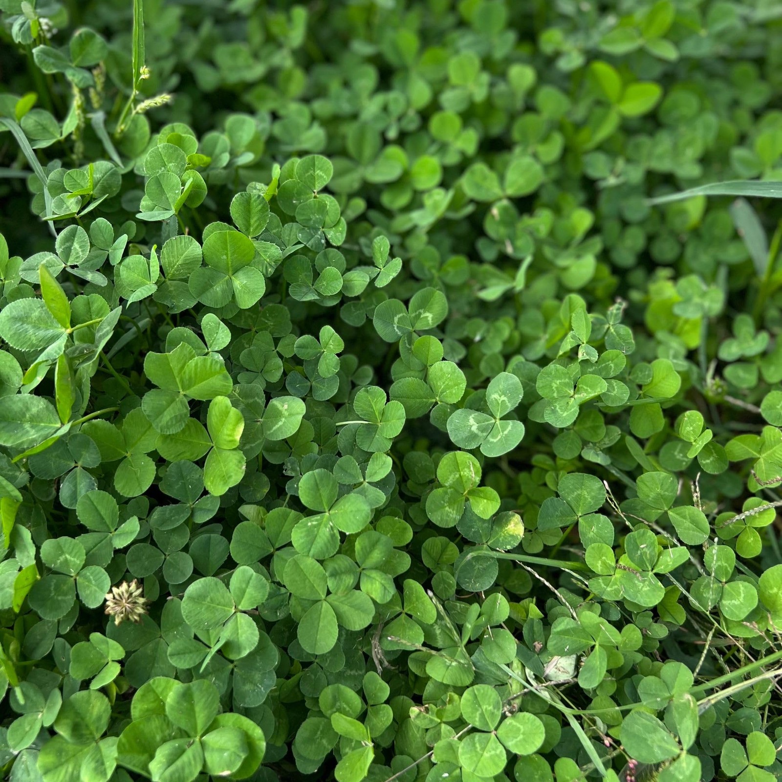 Micro Clover Seed for Lawn, Planting Drought Tolerant Mini Grass Alternative 1Lb
