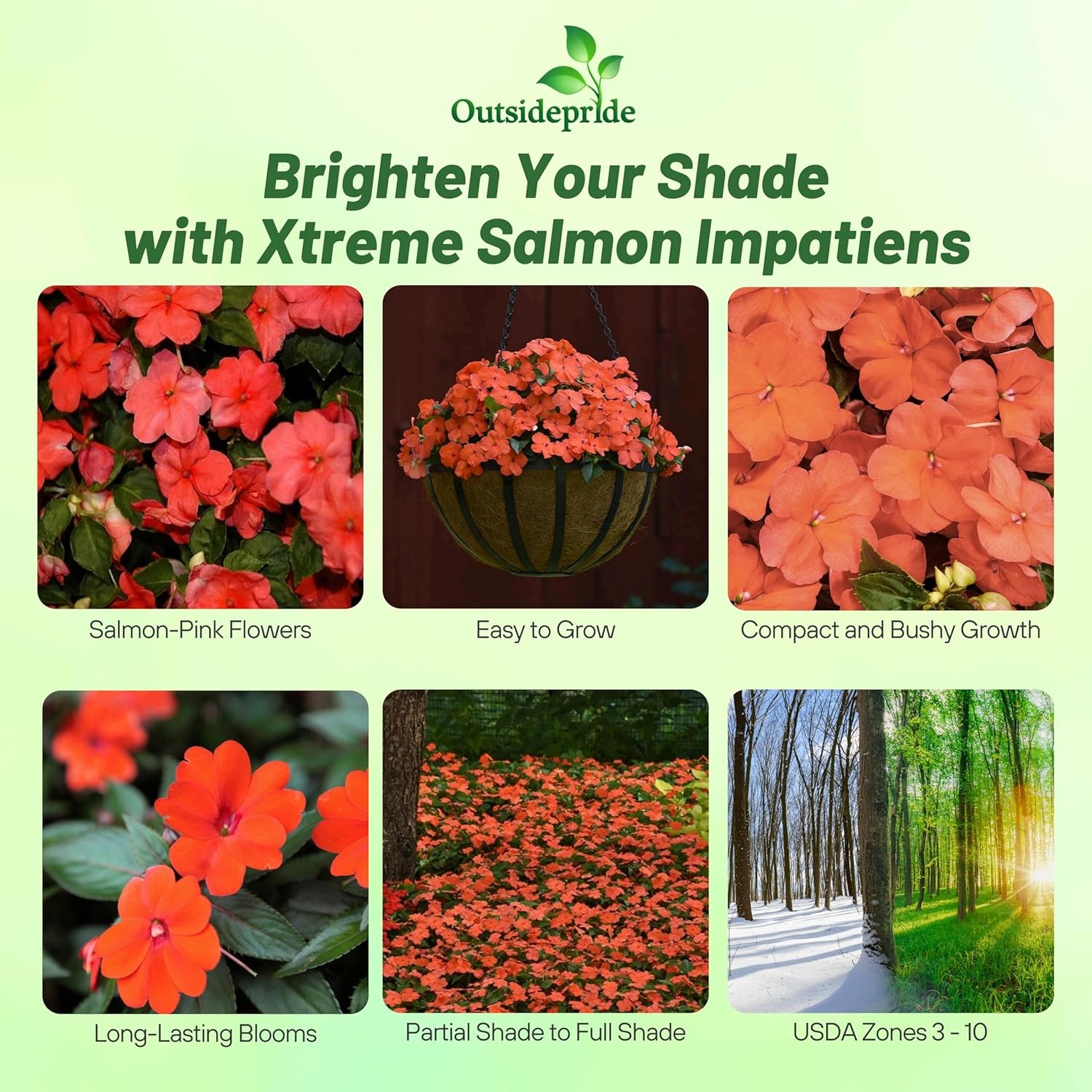 150 Seeds Impatiens Walleriani Xtreme Salmon 8 – 10 Inch Plants