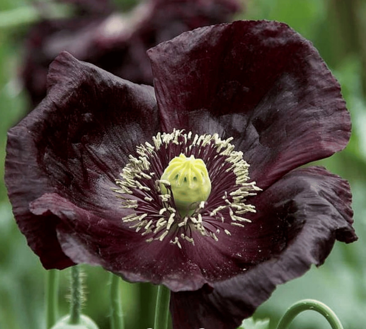 85,000 – 1 Ounce | After Midnight P. Somniferum Poppy Seeds -92% Germ Bulk Seed