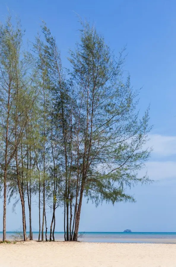 Australian Beach Pine Tree | Premium Seeds | Casuarina equisetifolia | Plants’®