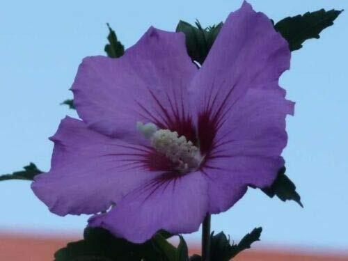 Mixed Colors Rose of Sharon Hibiscus Syriacus Flower Tree Bush Mix Jocad (50 See