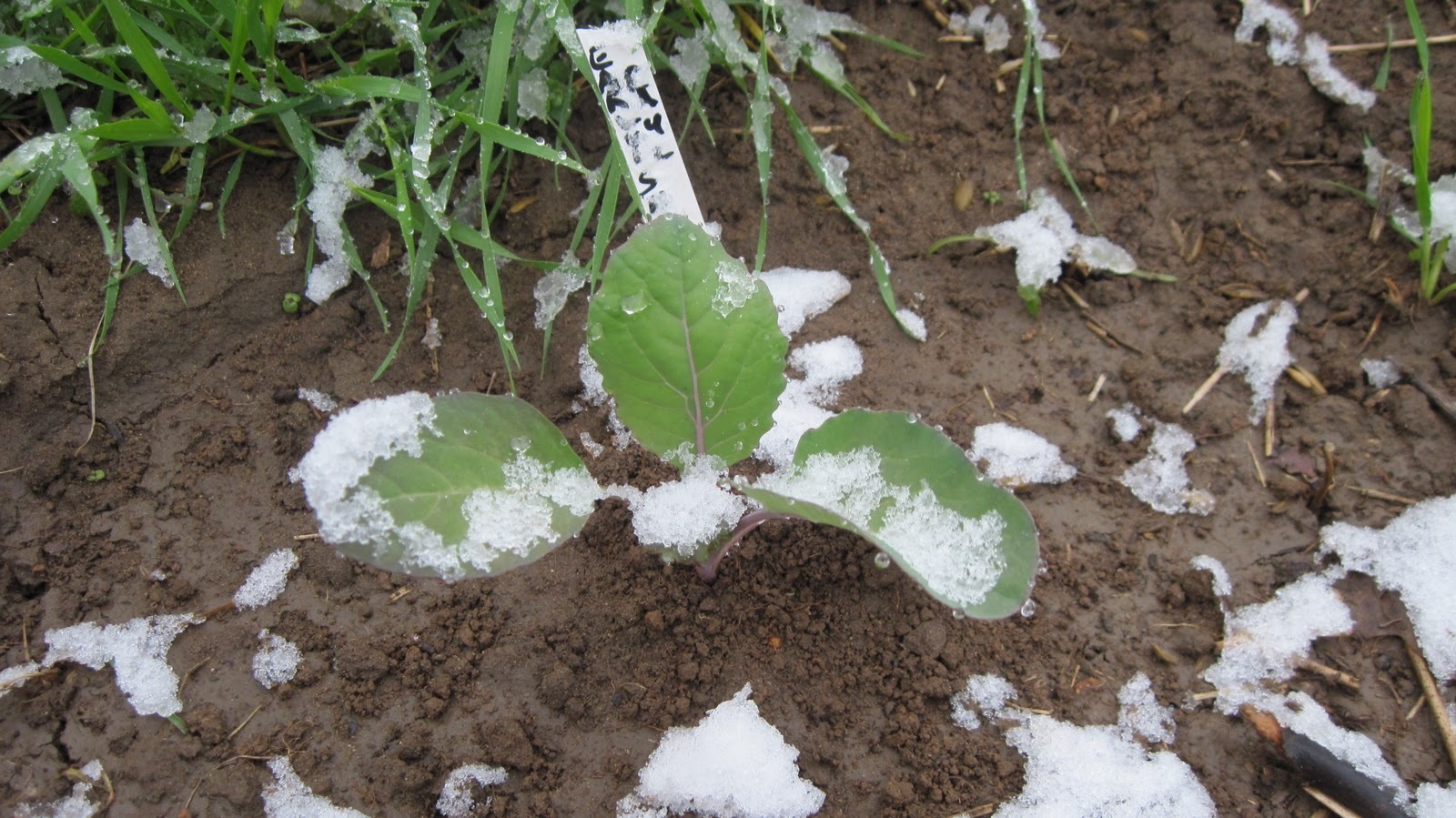 Cauliflower Seeds – Early Snowball Y