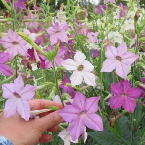 Jasmine Tobacco Seeds Sensation Mix (Nicotiana alata) Heirloom Fragrant Flowers
