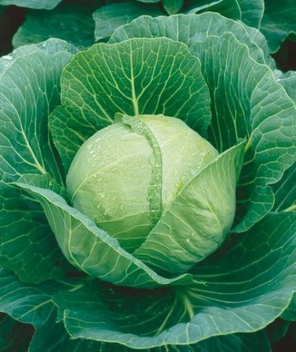 1 oz Cabbage Seeds, Golden Acre, Heirloom Seeds, Bulk Cabbage Seeds 7,000ct