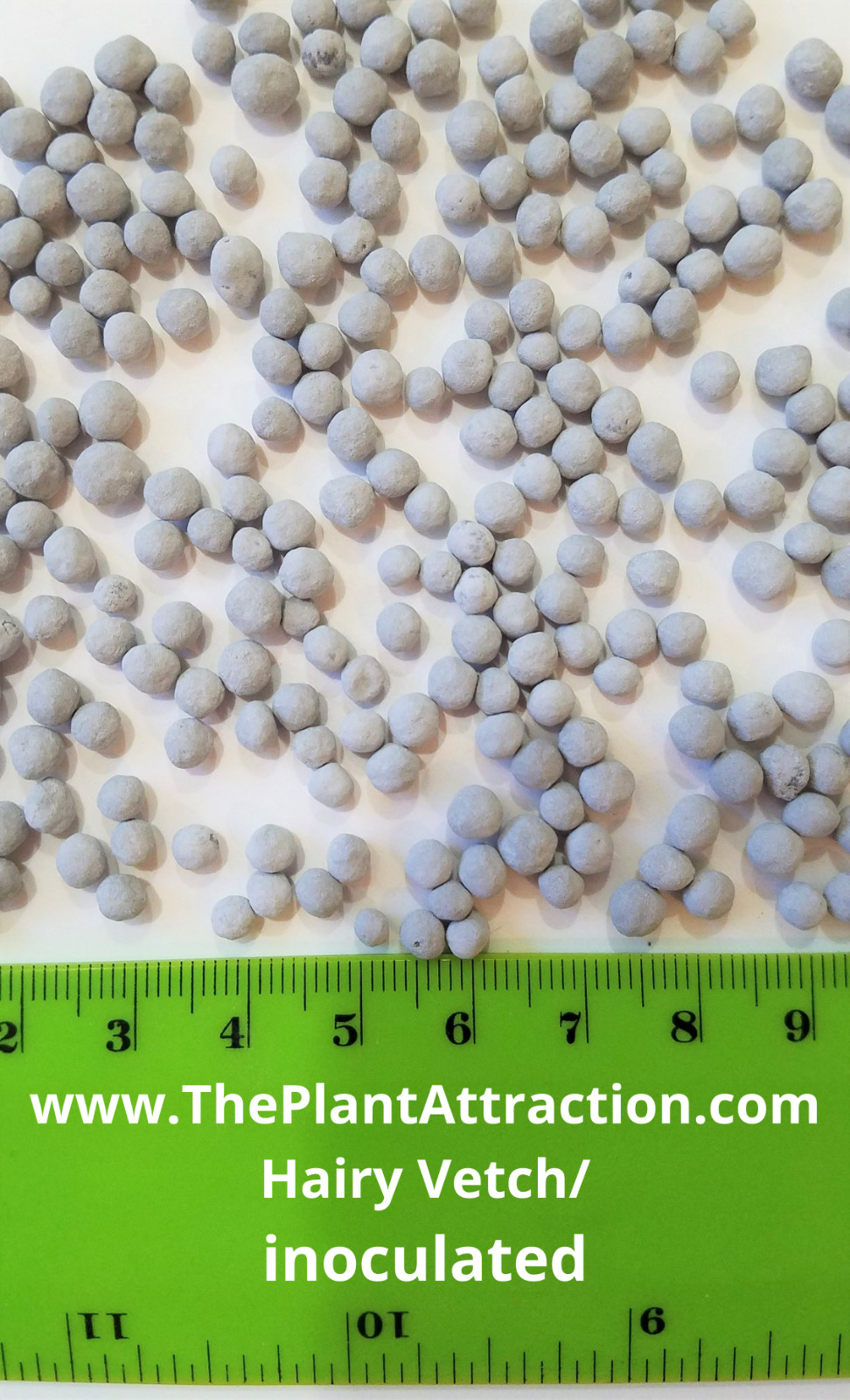 Vicia Villosa 1oz (500) Seeds, Inoculated Hairy Vetch Nitrogen Fixing Cover Crop