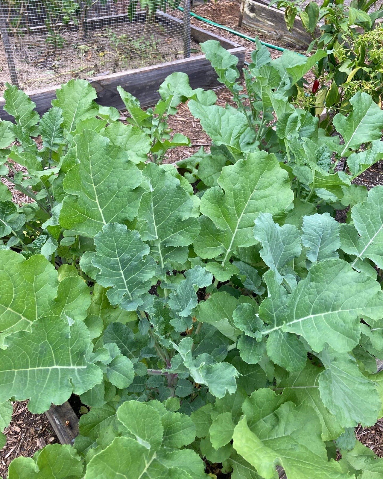 African Ethiopian Kale Mustard Seeds Garden Planting Non-GMO Heat Tolerant
