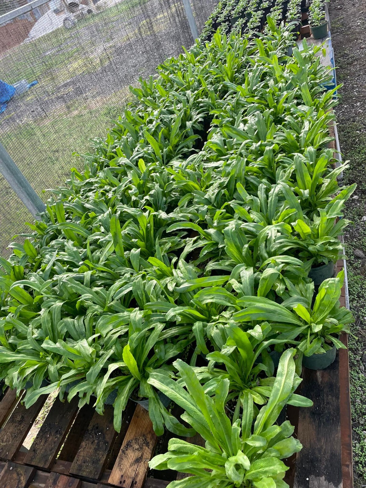 Seeds from Puerto Rico, Organic, NON-GMO, Sofrito, garden, hydroponic, aji dulce