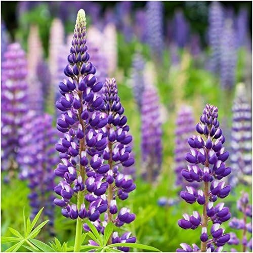 Diverse Perennial Wildflower Seeds | 30,000+ Seeds for Summer to Fall Blooms